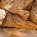 They Donโt Call It Fossil Hunting For Nothing!