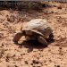 Tracking The Desert Tortoise