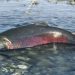 Whale Song