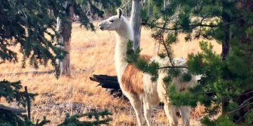 Pounding Out The Programs