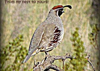 A Thanksgiving Greeting