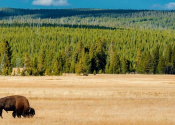 Wondering About Washburn