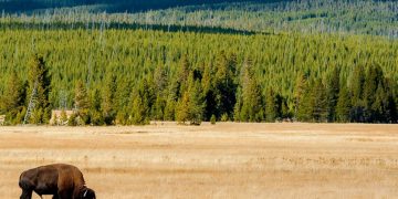 Wondering About Washburn