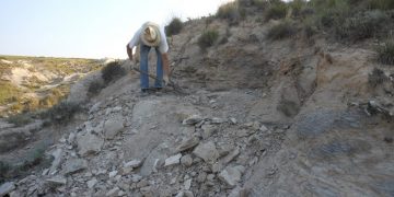 Fossil Site Clean Up