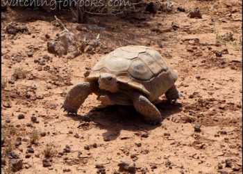 Tracking The Desert Tortoise