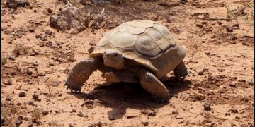 Tracking The Desert Tortoise