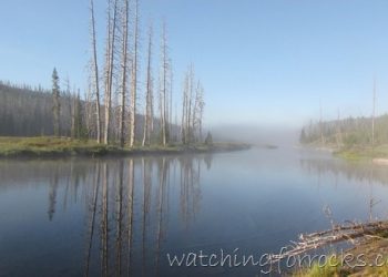 Psychotic Lewis River