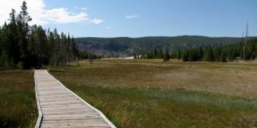 Geyser Gazing – Daisy Does Its Thing