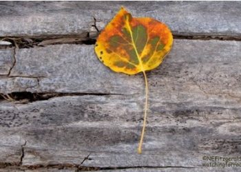 Another Side of Cedar Breaks