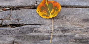 Another Side of Cedar Breaks