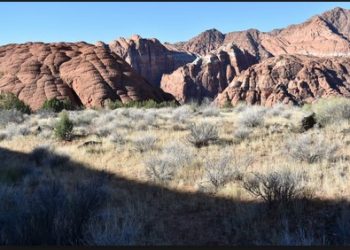Contrast In Snow Canyon