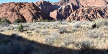 Contrast In Snow Canyon