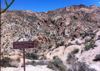 Winter Road Tripping – Lost Palms Oasis