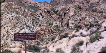 Winter Road Tripping – Lost Palms Oasis