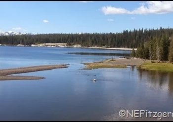 June 2013 Remembered – Birds On A Mission