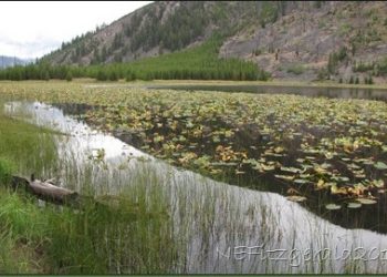 Beaver Lips And A Lava Flow