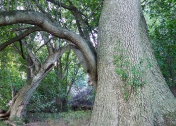 First Day On The Peninsula–Earthquake Trail