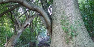 First Day On The Peninsula–Earthquake Trail