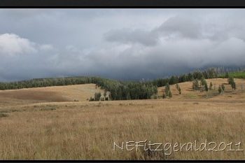 Patrolling Yellowstone – Blacktail & Cougar