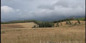 Patrolling Yellowstone – Blacktail & Cougar