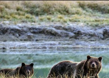 July 2013 Remembered – Life And Death In Yellowstone