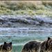 July 2013 Remembered – Life And Death In Yellowstone