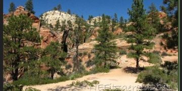 Zion October Afternoon – West Rim Trail