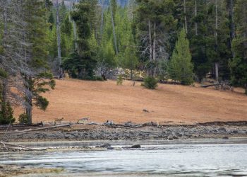 A Tale Of A Bobbling Badger