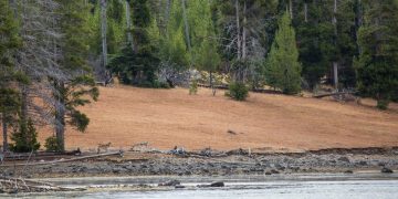 A Tale Of A Bobbling Badger