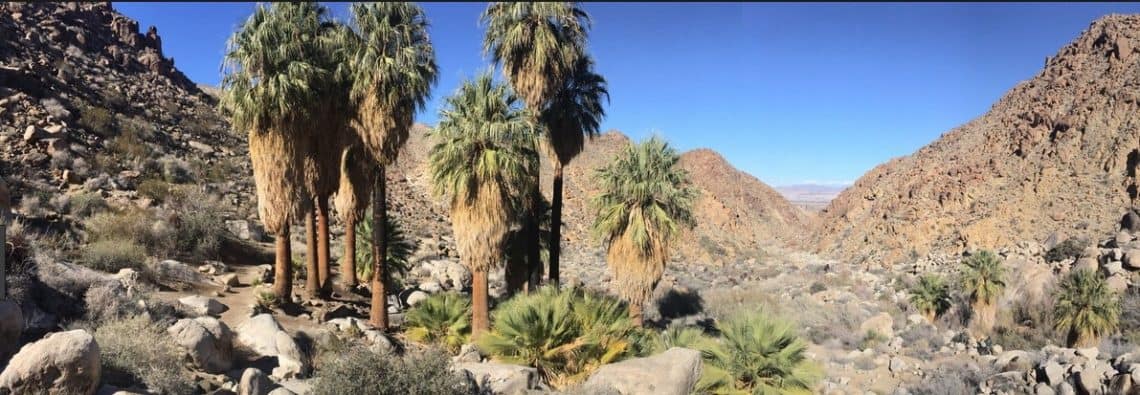 Winter Road Tripping – Forty Nine Palms Oasis