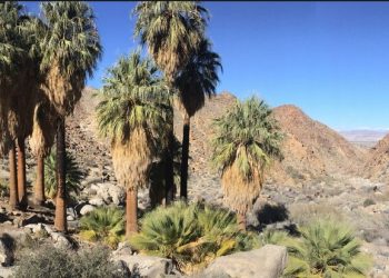 Winter Road Tripping – Forty Nine Palms Oasis