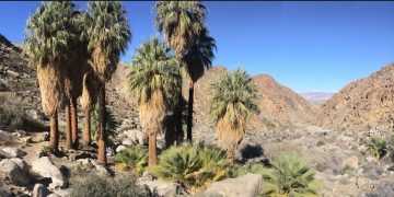 Winter Road Tripping – Forty Nine Palms Oasis