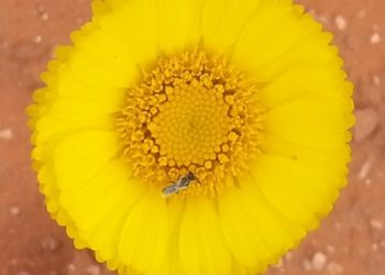 Zooming Into Springtime