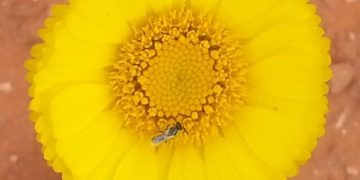 Zooming Into Springtime