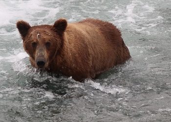 Random Thoughts On A Summer At Katmai