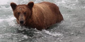 Random Thoughts On A Summer At Katmai