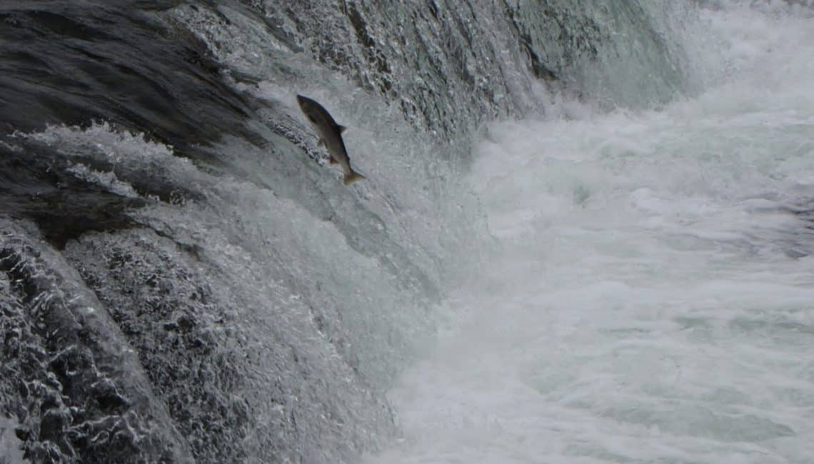 Still Lobbing Pumice