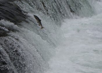 Still Lobbing Pumice