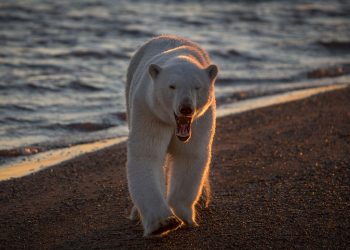 Five Days Into Brooks Camp