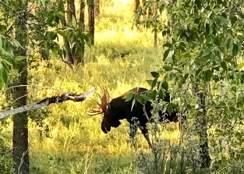 In Search Of The Elusive Melk – Beginnings