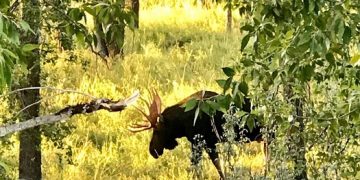 In Search Of The Elusive Melk – Beginnings