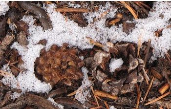 Autumn Snows