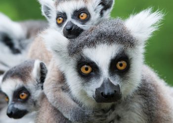 A Naturalist’s Guide