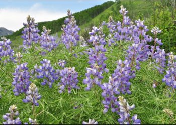 Burning Up The Trail