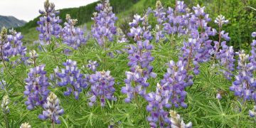 Burning Up The Trail